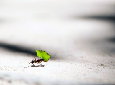 Ameisenspray selber machen (Bio-Qualität)