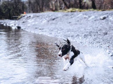 Laufen mit Hund: Die besten Tipps