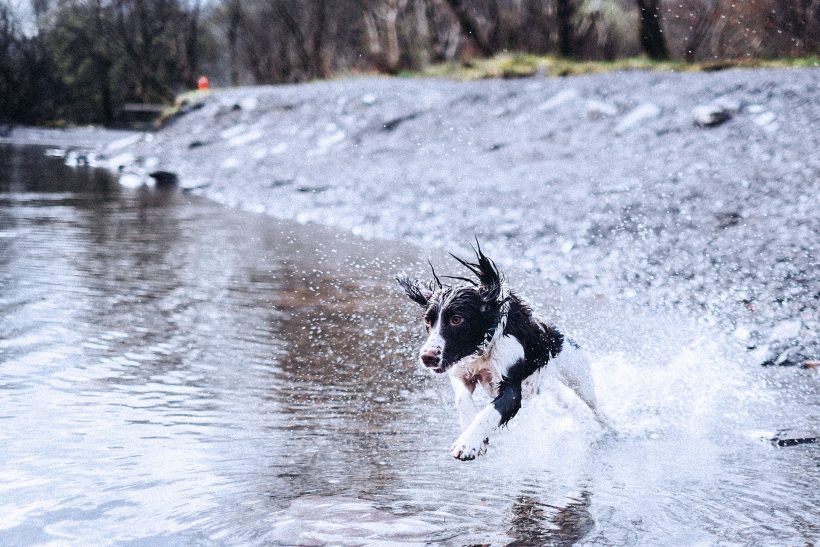 Laufen mit Hund: Die besten Tipps