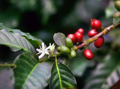 Tee aus der Kaffeeblüte (mild & fruchtig)