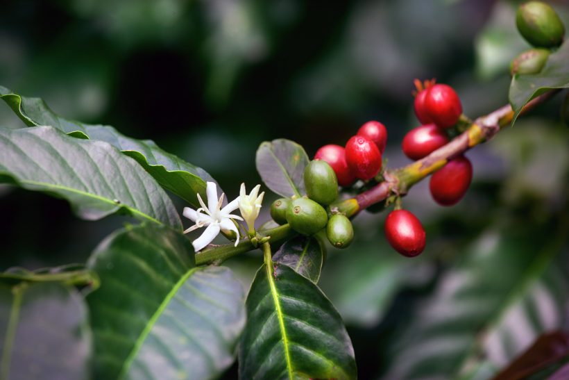 Tee aus der Kaffeeblüte (mild & fruchtig)