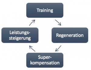 Prozess der Superkompensation